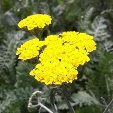 Yarrow &#39;Moonshine&#39; 4&quot;
