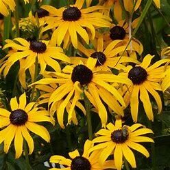 Black-Eyed Susan - Rudbeckia Goldsturm 4&quot;