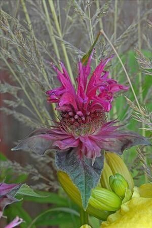 Beebalm &#39;Monarda Raspberry Wine&#39; 4&quot;