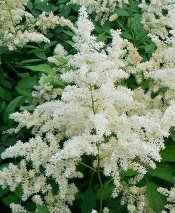 Astilbe 'Bridal Veil' 1 gal