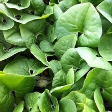 Asarum 'Wild Ginger' 4"