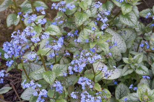 Brunnera &#39;Jack Frost&#39; 1 gal