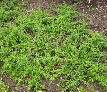 Stephanandra &#39;Cutleaf Crispa&#39; 2 gal