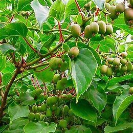 Hardy Kiwi &#39;Issai&#39; 1 Gal Staked