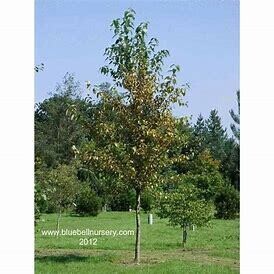 Poplar Tree 7-8&#39; Potted