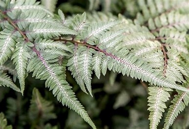 Fern &#39;Japanese Painted&#39; 1 gal