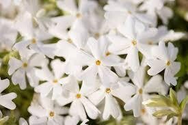 Creeping Phlox &#39;Snowflake&#39; 4&quot;