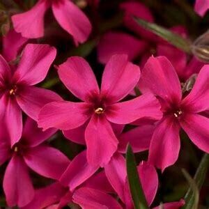 Creeping Phlox &#39;Scarlet Flame&#39; 4&quot;