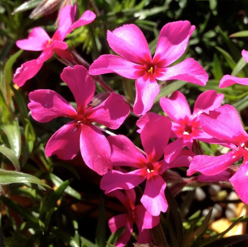 Creeping Phlox &#39;Scarlet Flame&#39; 1 gal