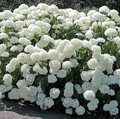 Hydrangea 'Annabelle' 3 gal