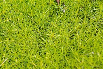 Scotch Moss - Sagina Aurea Scotch - 6 cell