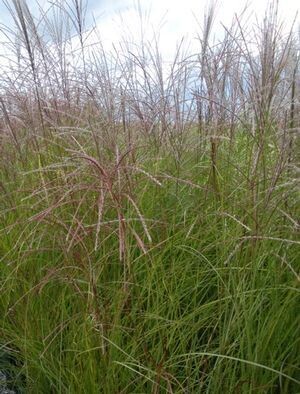 Maiden Grass 'gracillimus' 1 gal