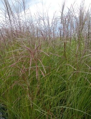 Maiden Grass &#39;gracillimus&#39; 1 gal