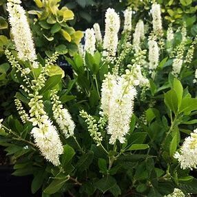 Summersweet &#39;Hummingbird&#39; 2 gal