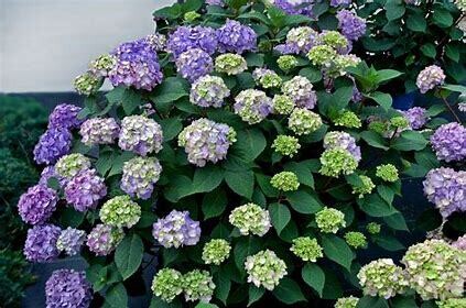 Hydrangea &#39;Endless Summer&#39; 5 gal