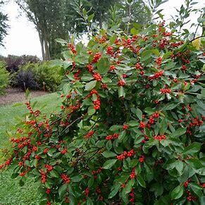 Ilex 'Berry Heavy' Holly 2 gal PW