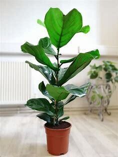 Ficus 'Lyrata Large Leaf' - 10" pot
