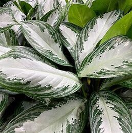 House Plant - Chinese Evergreen 'Aglaonema Silver Bay'  10"