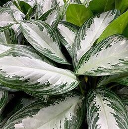 House Plant - Aglaonema 'Silver Bay' 10"