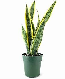 Snake Plant Tri Laurentii 6&quot;