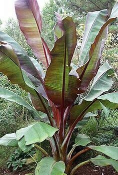Tropical House Plant: Banana Leaf Red 1 gal