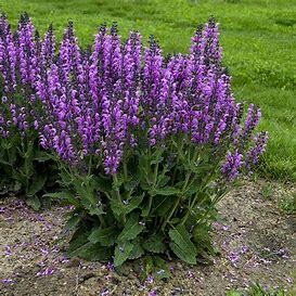 Perennial Sage 'Salvia Back to the Fuchsia' 1 gal PW