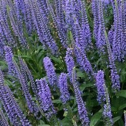Speedwell &#39;Veronica Blue Skywalker&#39; 1 GAL