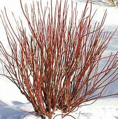 Dogwood 'arctic fire red' 3 gal