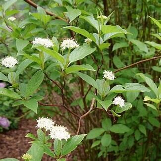 Cornus &#39;Arctic Fire Red&#39; Dogwood 2 gal