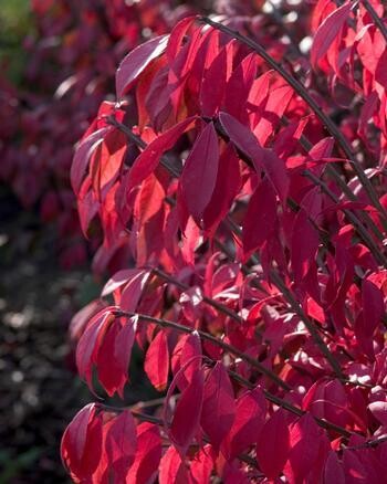 Burning Bush &#39;Dwarf Winged&#39; 3 gal