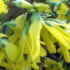 Forsythia &#39;northern gold&#39; 8&quot;