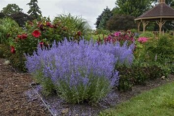 Russian Sage &#39;Perovskia Denim &#39;n Lace&#39; - 8&quot; pot