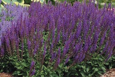Perennial Sage &#39;Salvia East Friesland&#39; 1 gal
