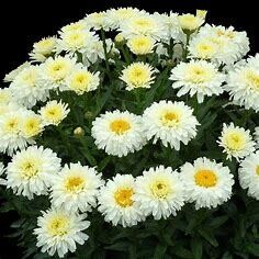 Shasta Daisy &#39;Leucanthemum Macaroon&#39; 1 Gal