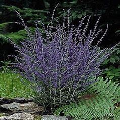 Russian Sage &#39;Perovskia Atriplicifolia&#39; 2 gal