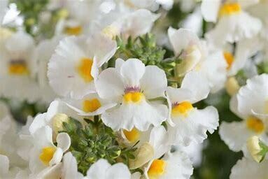 Nemesia Nesia Snow Angel 4&quot;