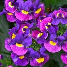 Nemesia Escential Sugarberry 4"