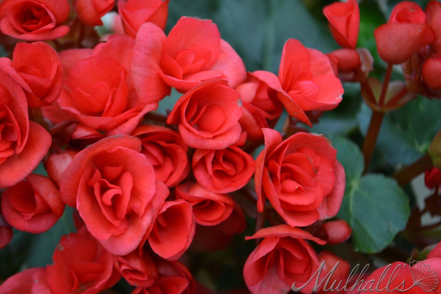 Begonia - Rieger 4&quot; Red