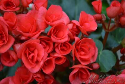 Begonia - Rieger 4&quot; Red
