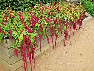 Amaranth &#39;Love Lies Bleeding&#39; - 4&quot;