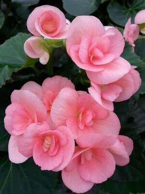 Begonia - Rieger 4&quot; Light Pink