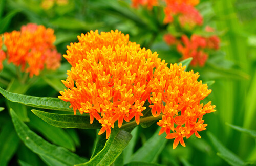Butterfly Weed 'Aclepsias Tuberosa' 4" (native)