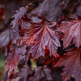 Maple 'Crimson King' 10-12' Potted