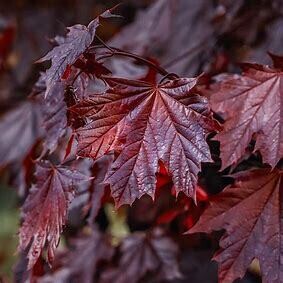 Maple 'Crimson King' 15 gal Potted