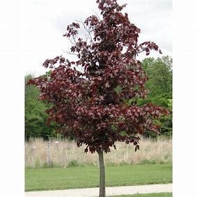 Maple &#39;Crimson King&#39; 8-10&#39; Potted