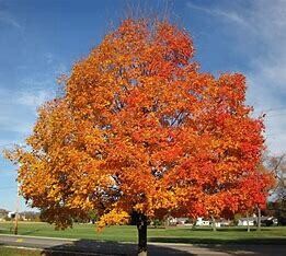 Sugar Maple 8-10&#39; Potted