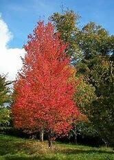 Maple (Native Red) 12-14&#39; B &amp; B