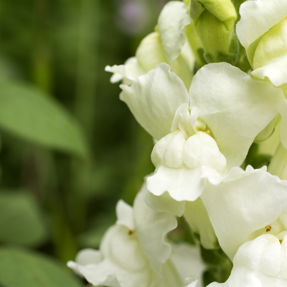 Snapdragon Snapshot 4&quot; , Variety: White