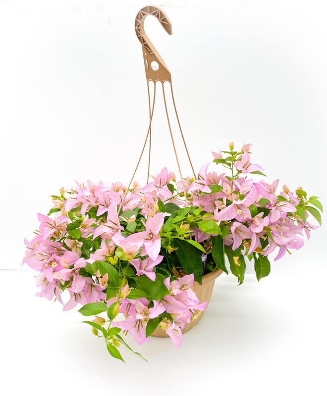 Bougainvillea HB - 12&quot;, Color: Light Pink