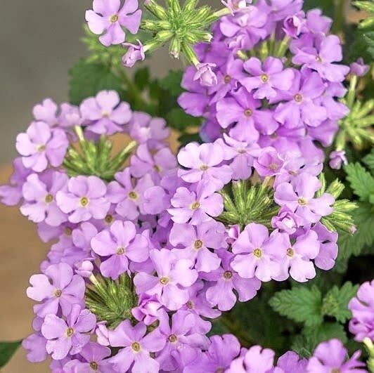 Verbena - 4&quot; Vanessa Compact, Color: Lavender